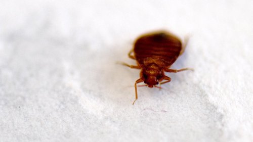 Schädlingsreport veröffentlicht: „Bettwanzen sind in Berlin weiterhin ein massives Problem“