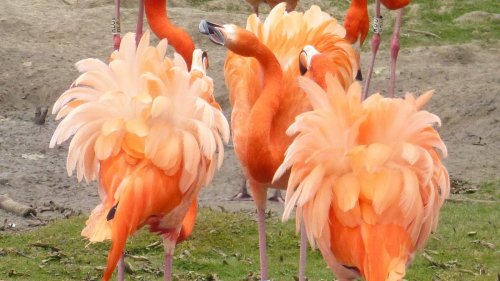 Wildwechsel: Rüpeleien und Zusammenhalt unter Flamingos