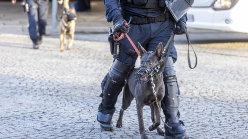 Geht auch für die Polizei der Tierschutz vor?: Berliner Senat streitet über Stachelhalsbänder für Diensthunde