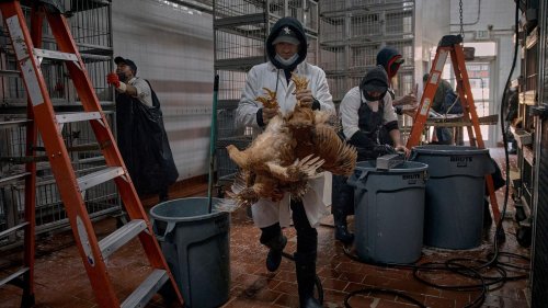 Ein Jahr Vogelgrippe bei Kühen: „Kennen Ausmaß nicht“: Vogelgrippe in USA besorgt Experten