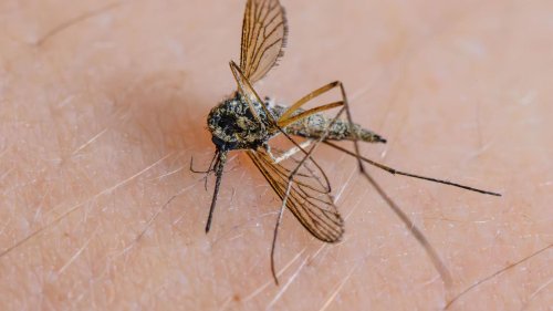 Insekten: Bislang wenig Mücken – aber keine Entwarnung für den Sommer
