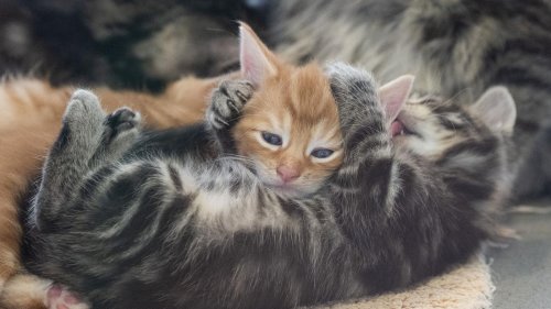Tiere: Katzen, Schlangen, Schildkröten - Illegales Tiersammeln