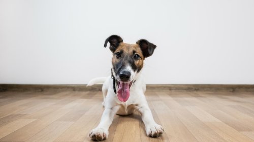 Filzpantoffeln Pflicht, Hunde verboten: Wenn der Besuch zur Zumutung wird