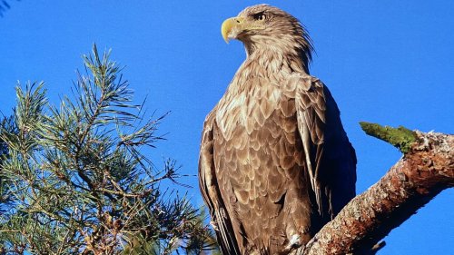 Der Tierfotograf von Müggelheim: Mit Adleraugen durch die Berliner Wälder