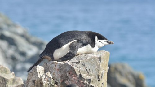 Pinguine sind Schlafkünstler: Vier Sekunden schlummern, zehntausendmal täglich