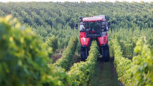 Weinanbau: Neue Rebsorten werden immer wichtiger