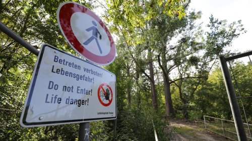 Fällung von Pappeln verhindert: Potsdamer Naturschützer gewinnen vorläufig gegen Rathaus