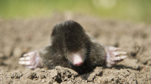 Schwindender Lebensraum: Der kleine Maulwurf, der wissen wollte, ob er immer seltener wird