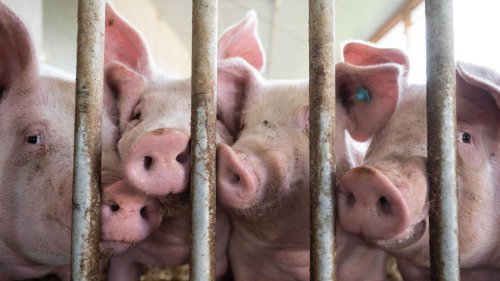 Ernährungspolitik unter CSU-Kurswechsel: „Wat ‘ne Überraschung, der Metzgermeister mag Fleisch“