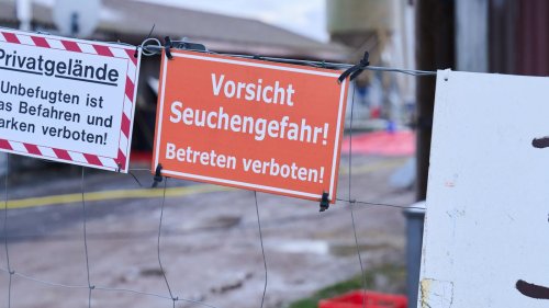 Maul- und Klauenseuche: EU zahlt Landwirten 4,8 Millionen Euro für Seuchen-Schäden