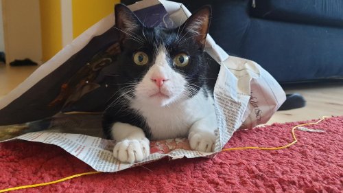 Ich liebe Emil, aber er treibt mich zum Wahnsinn : Mein Kater ist inzwischen so teuer wie ein Auto
