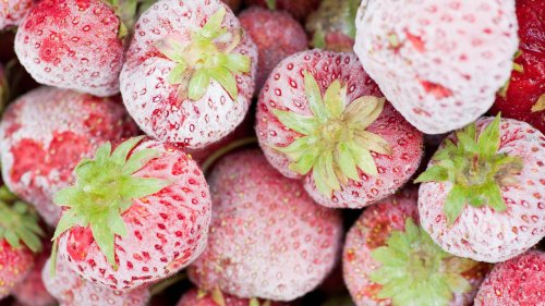 Als Erdbeeren im Winter geerntet wurden: Der Februar bricht alle Rekorde, aber es war auch schon wärmer
