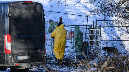 Maul- und Klauenseuche: Von Tierseuche betroffene Bauern bekommen EU-Hilfen