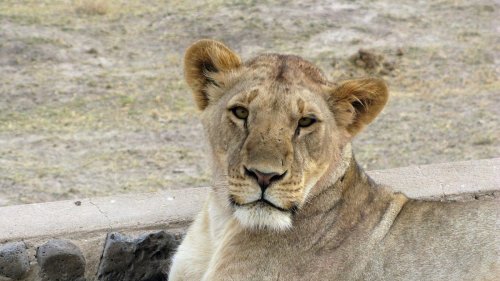Tiere: Löwin tötet 14-Jährige in Kenia