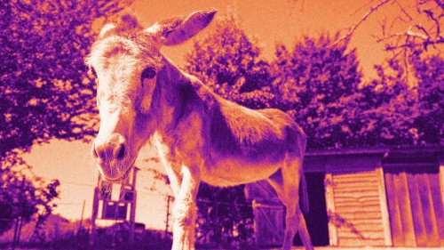 Berlins neue Alpakas?: Esel-Touren sind heiß begehrt