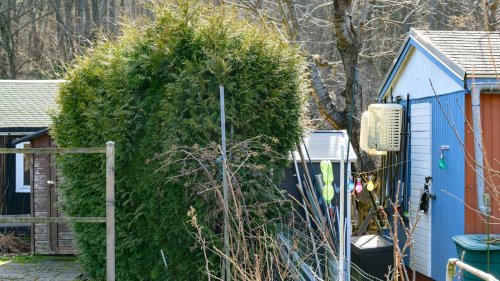 Kleingärten: Kleingärten: Thujen weiterhin ein Problem