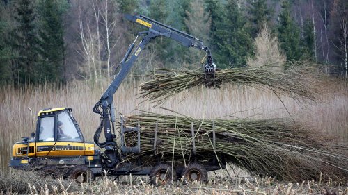Mehr Plantagenholz für Berliner Fernwärme?: Umweltverbände kritisieren Biomasse-Pläne von Vattenfall