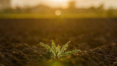 Durstiger Frühling?: Was die Trockenheit gerade mit der Natur macht