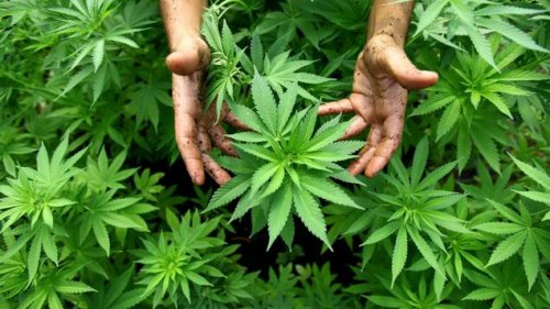 "Cannabis ist eine hippe Kultur"