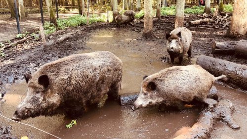 Wildschweine und Fische atmen auf: 350 Lastwagen rollen erst später durch den Spandauer Forst
