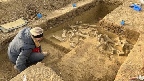 Tatort Eiszeit: Archäologen entdecken uralte Mammut-Falle