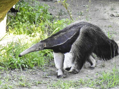 Giraffe and giant anteater die at Taipei Zoo | Flipboard