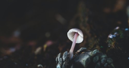 Psilocybin reduced depression symptoms as much as a leading antidepressant