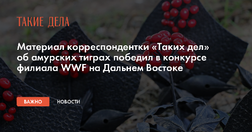 Материал корреспондентки «Таких дел» об амурских тиграх победил в конкурсе филиала WWF на Дальнем Востоке