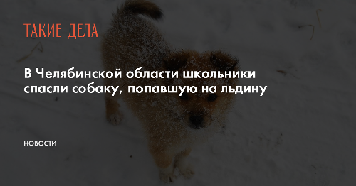В Челябинской области школьники спасли собаку, попавшую на льдину