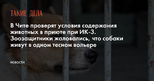 В Чите проверят условия содержания животных в приюте при ИК-3. Зоозащитники жаловались, что собаки живут в одном тесном вольере
