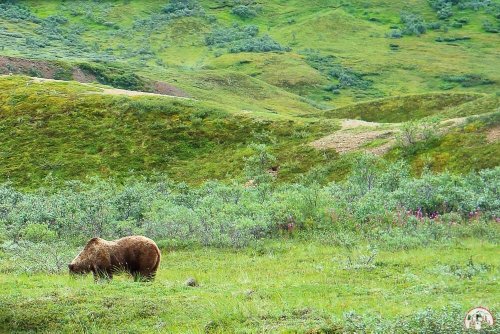 Alaskas Bären: Die besten Orte zur Bärenbeobachtung
