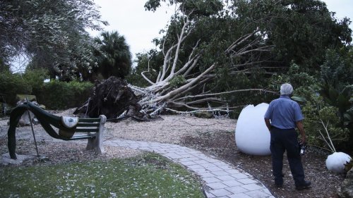 Hurricane Ian claims the Dali Museum’s Wish Tree in St. Petersburg