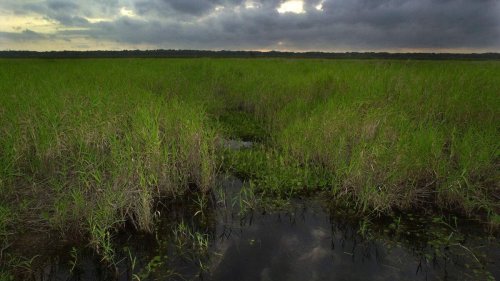 Manatee County sets up showdown with Florida officials over wetlands protection