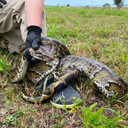 Florida wildlife officers kill more than 30 snakes at reptile facility ...