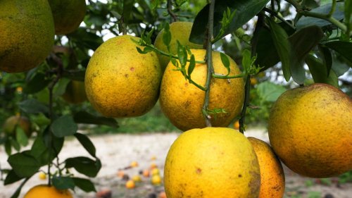 Major Florida grower plans to build new community after ending citrus operations