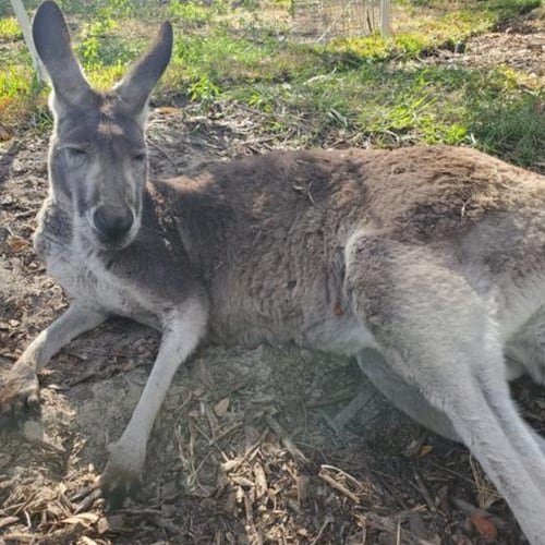 Kangaroos hop into Temple Terrace lore