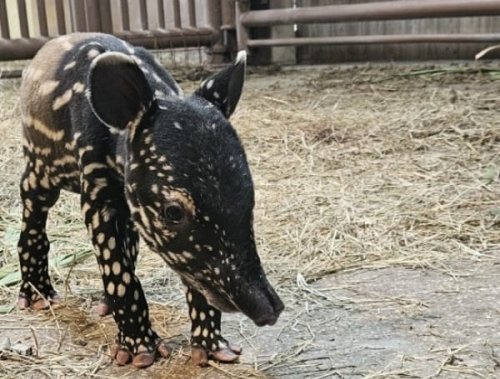Malayan Tapir Calf Is The First Spring Baby Born At ZooTampa This Year
