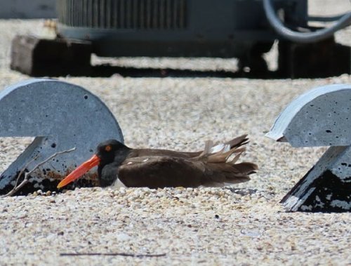 Florida Building Owners Provide Rooftop-Nesting Habitat For Shorebirds