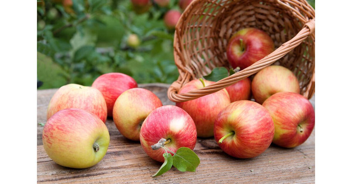 Apple orchards to visit this fall