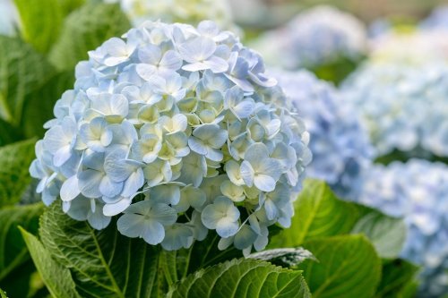 How To Take Care Of Your Hydrangeas In Winter for Big Blooms Next 