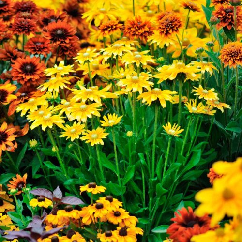 10 Tips for a Fabulous Fall Flower Garden