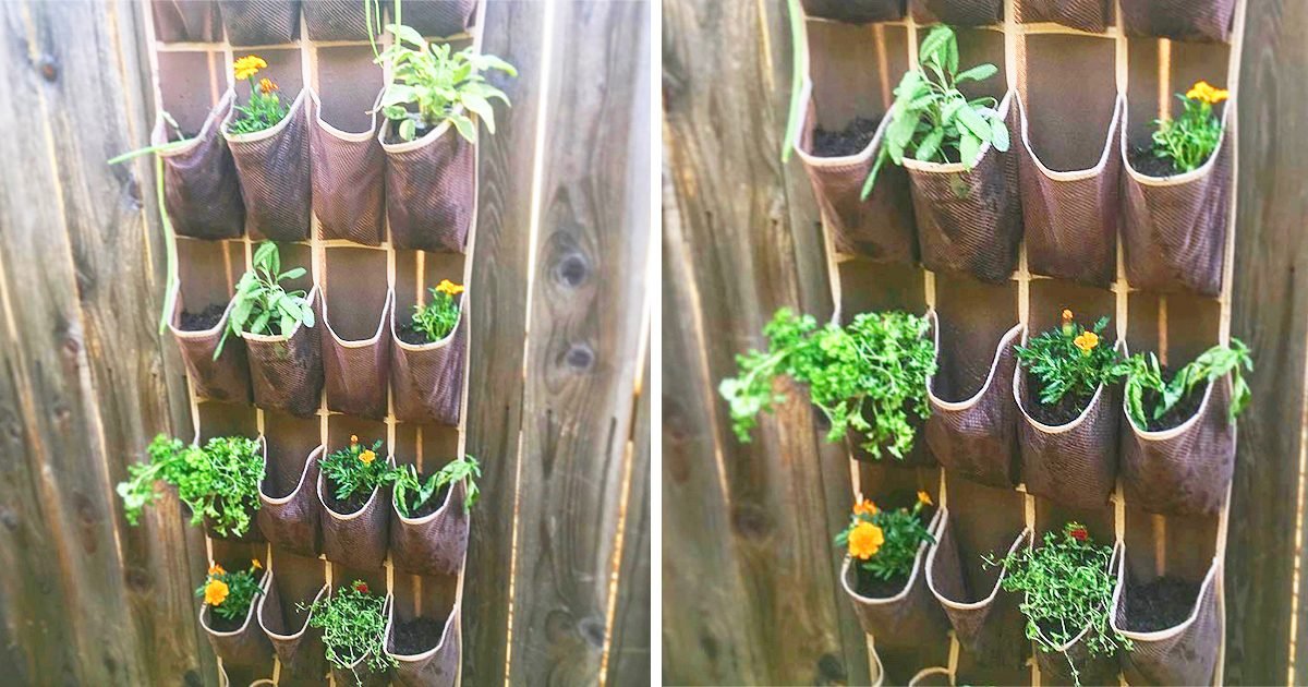 You Can DIY a Vertical Hanging Garden Using a Shoe Organizer—Here's How