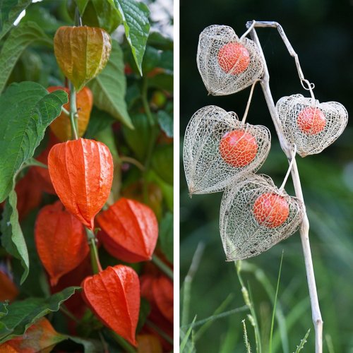 How to Grow a Chinese Lantern Plant—the Mesmerizing Bloom You Need in Your Garden