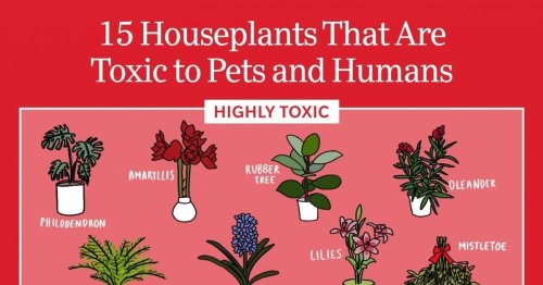 15 Toxic Plants You May Already Have at Home