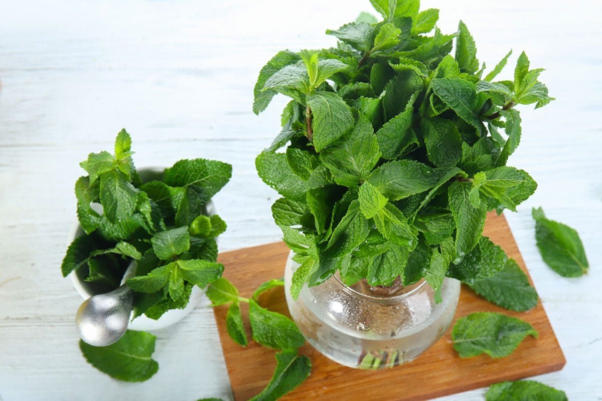 How to Store Fresh Herbs the Right Way