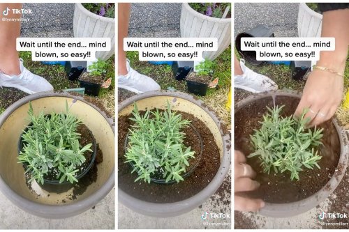 This Genius Hack Shows You How to Perfectly Repot Your Plants Every Time