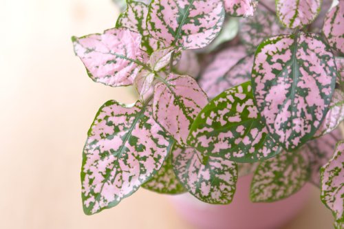 15 Pink Plants for Your Houseplant Collection