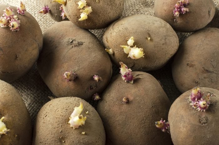 Can You Use Sprouted Potatoes?