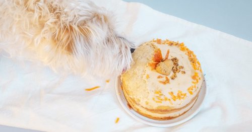This Dog Cake Recipe Is the Perfect Way to Celebrate Your Pup’s Birthday