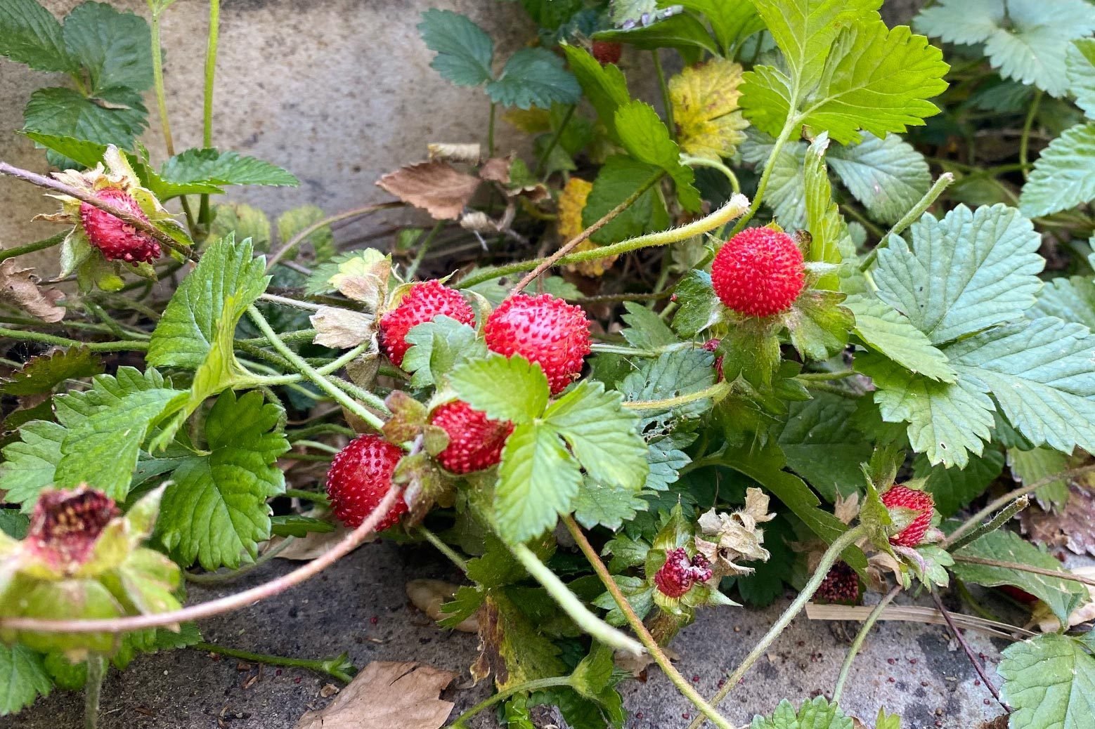 People Are Finding These Fake Strawberries on Their Lawn—Here's What They Really Are